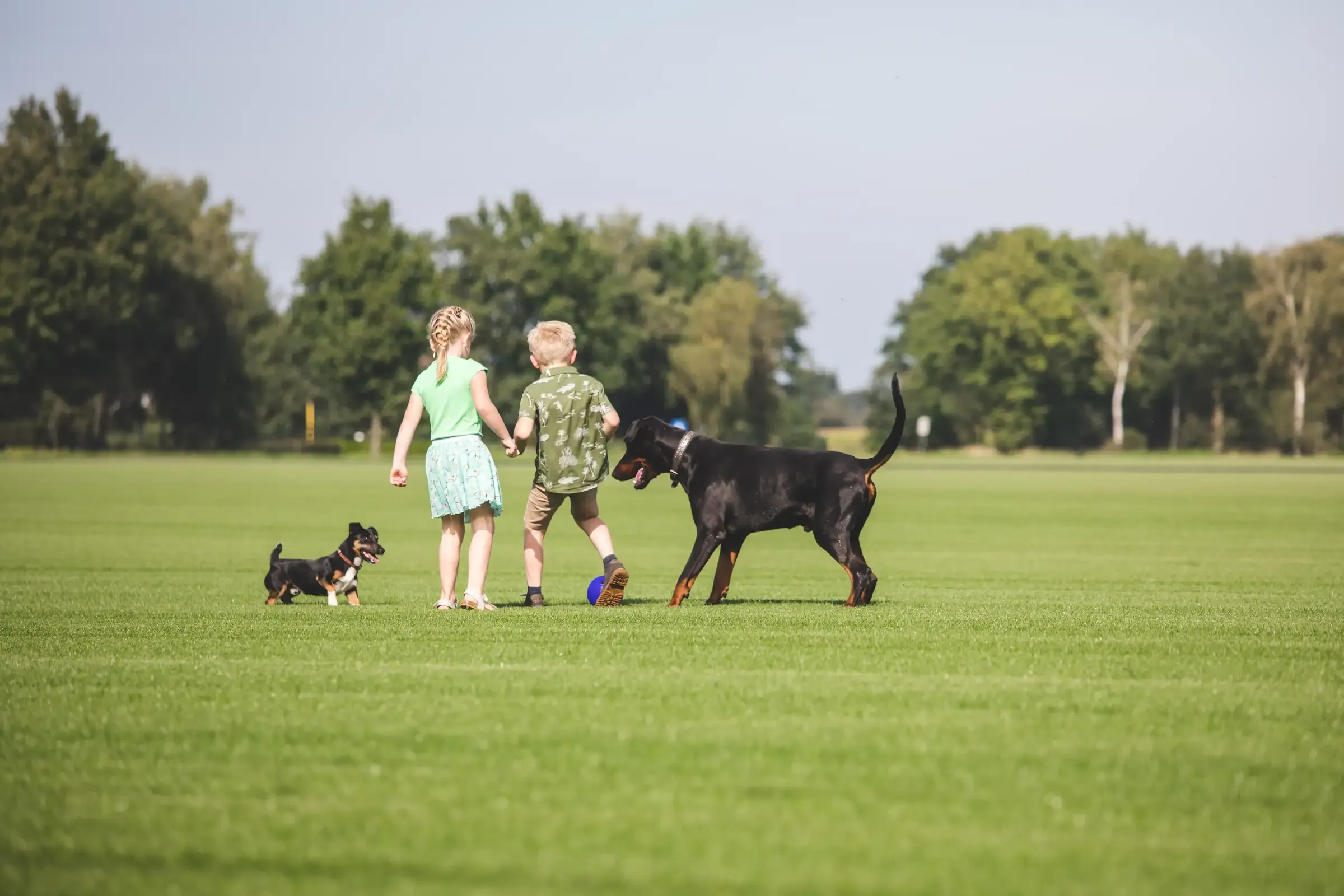 Twee kinderen en twee honden spelen op een veld vol graszoden van Graszoden Lavrijsen