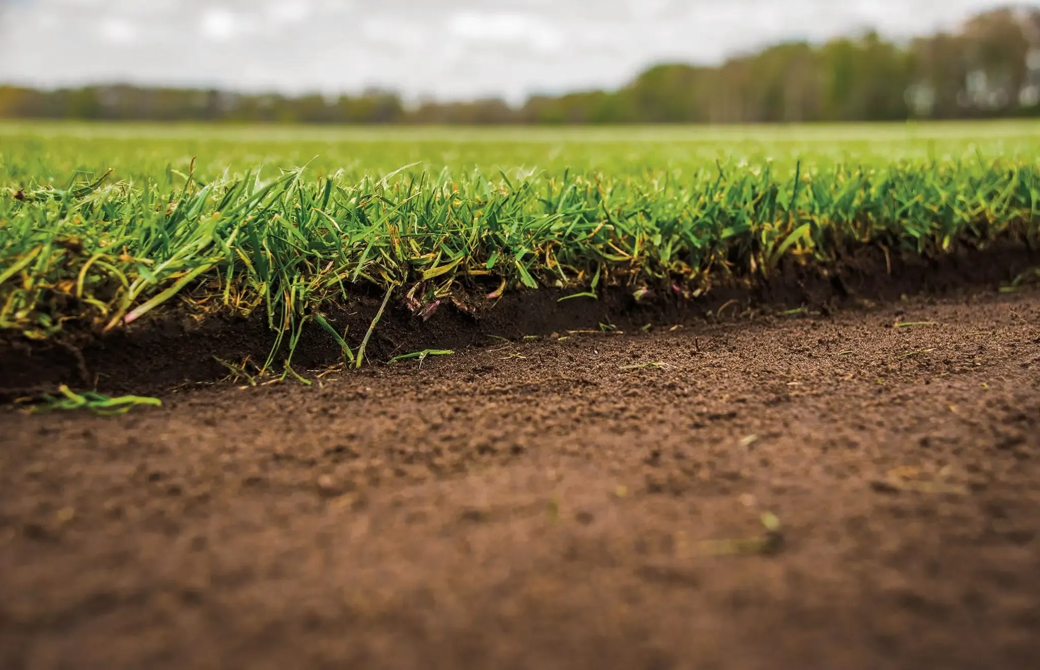 Doorsnede van een graszode: dicht gras met een stevige laag aarde eronder